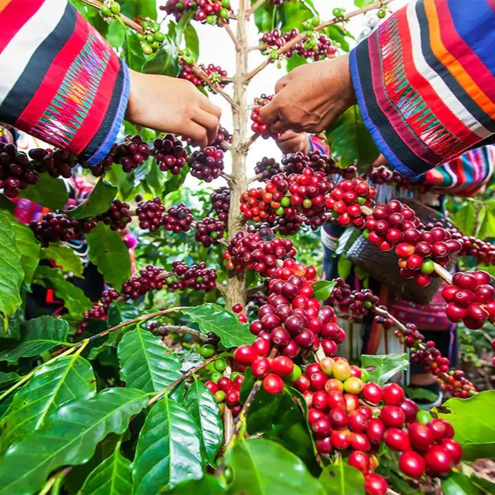 Colombia Asomujer Decaf — filtr | drip - Image 10