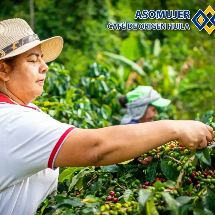 Colombia Asomujer Decaf — filtr | drip - Image 4