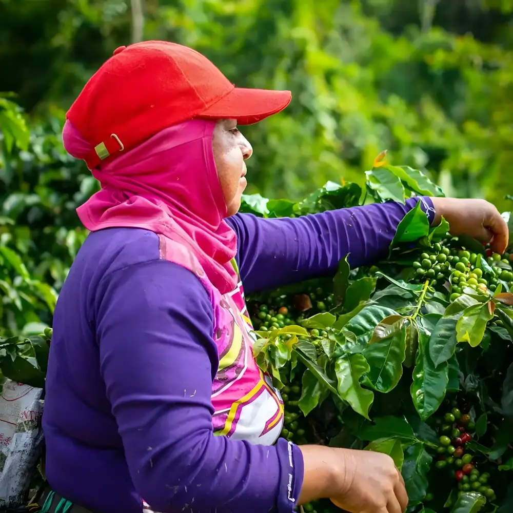 Colombia Asomujer Decaf — filtr | drip - Image 6