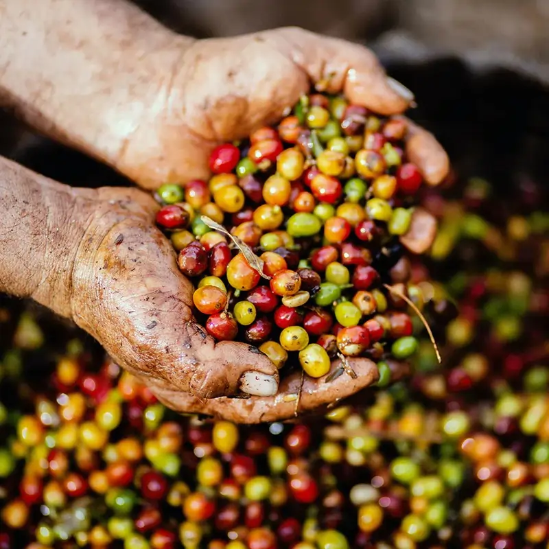 Colombia Asomujer Decaf — filtr | drip - Image 8
