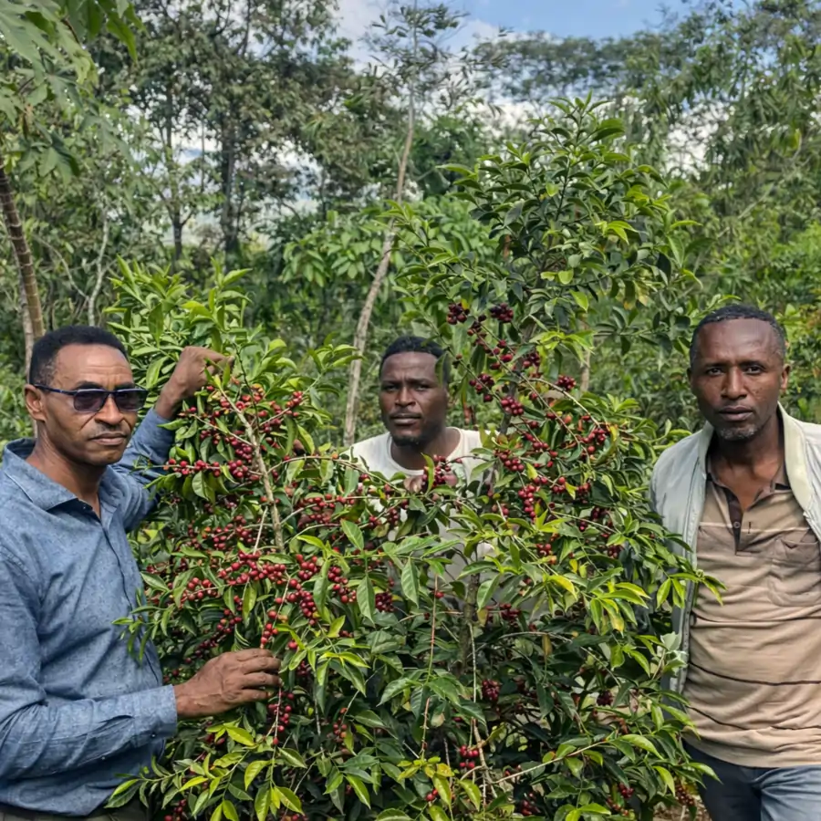Ethiopia Bildimoo Bensa Bombe Decaf — filtr | drip - Image 6