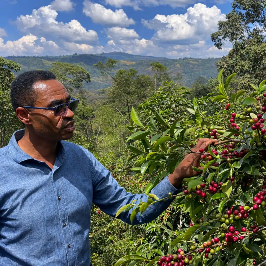Ethiopia Bildimoo Bensa Bombe Decaf — filtr | drip - Image 8