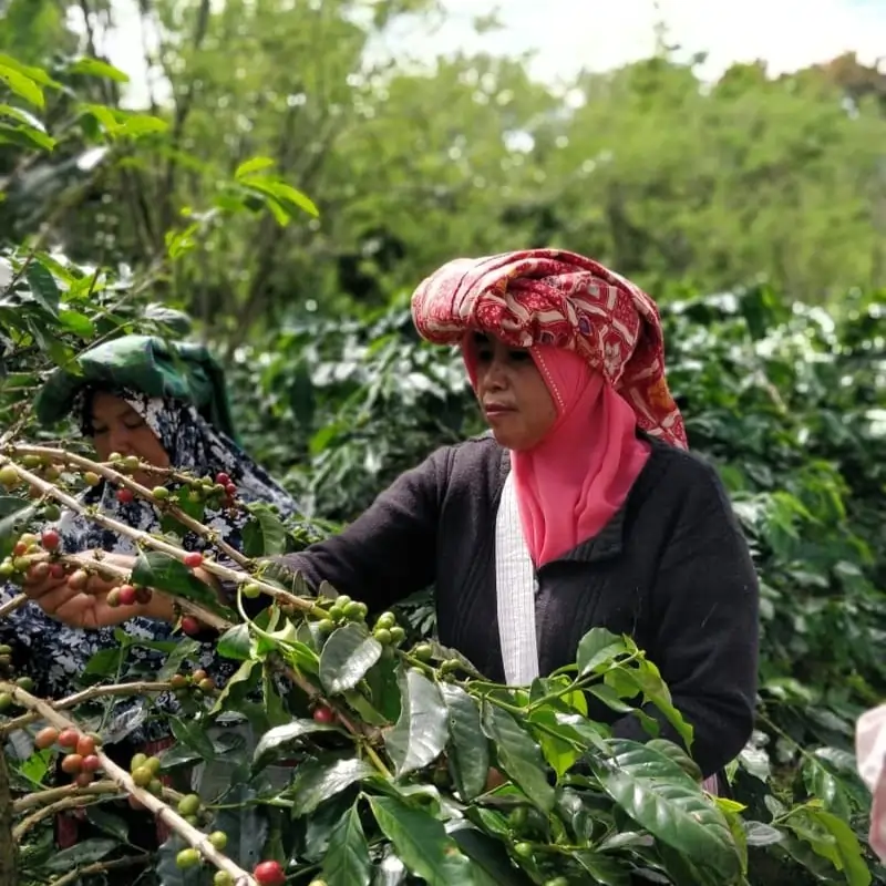 Kawa Specialty Indonesia Buana Mandiri Organic - Image 11