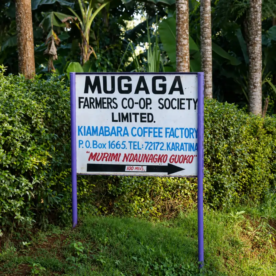 Kawa Specialty Kenya Kiamabara - Image 4
