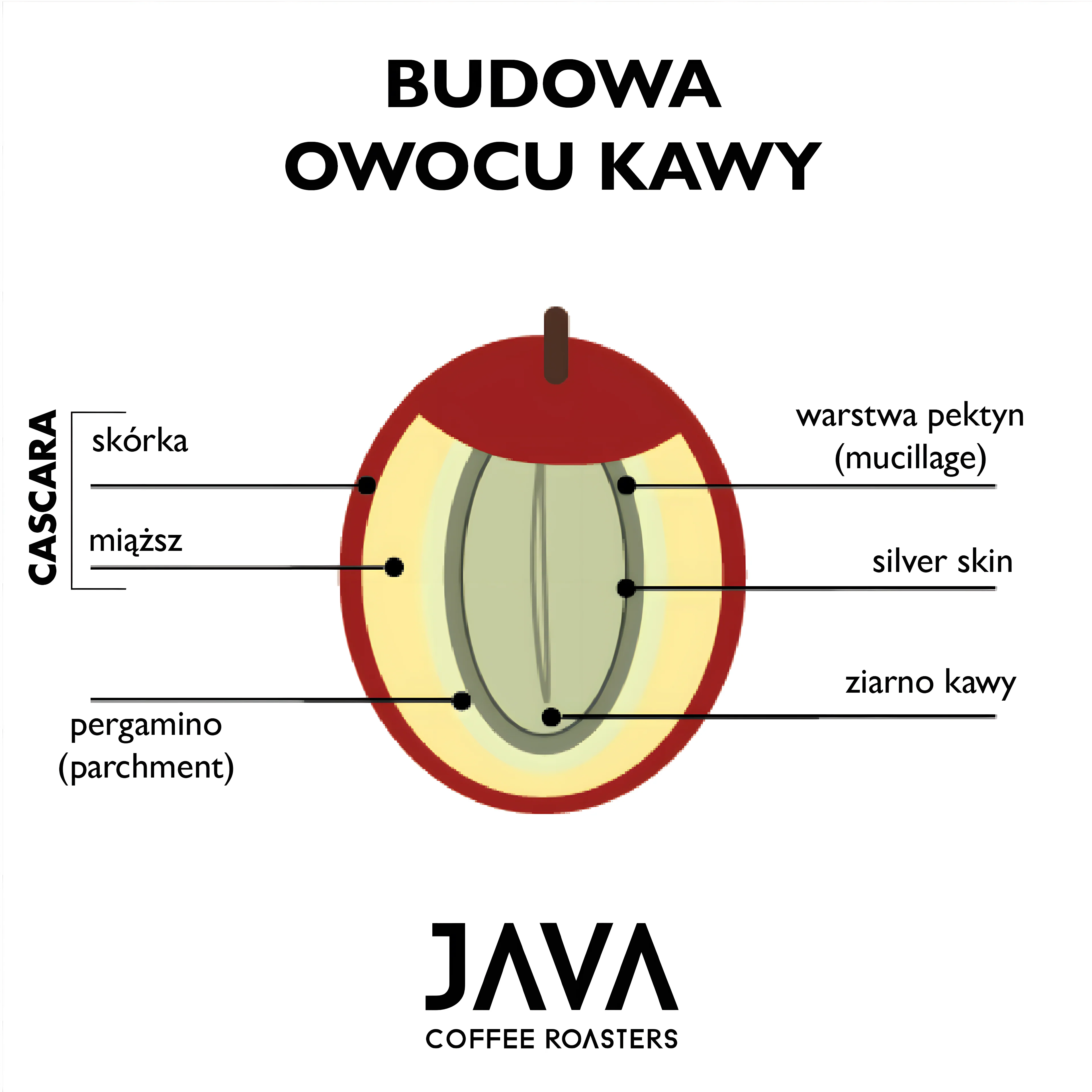 Koncentrat z Cascary 1,5L [Suszone Owoce Kawowca] - Image 3