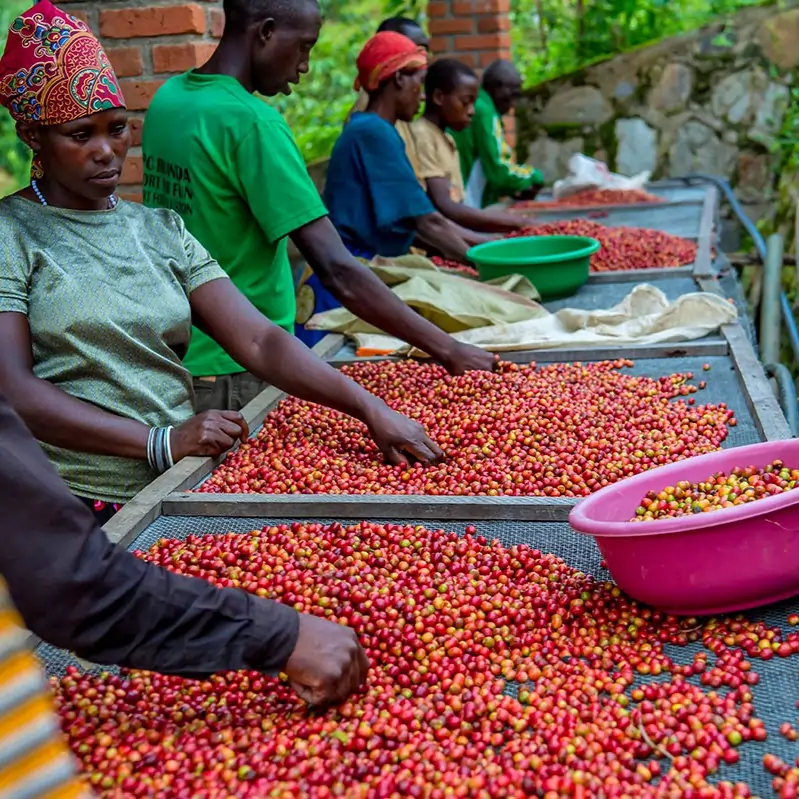 Kawa Specialty Rwanda Gitoki - Image 12