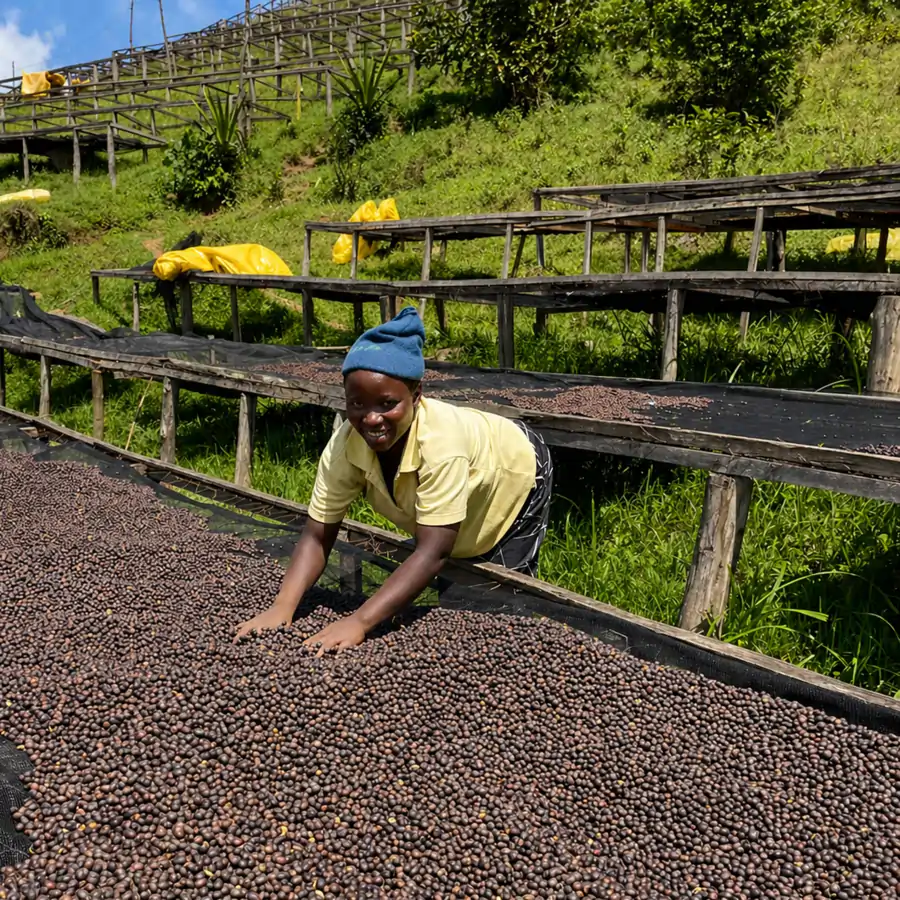 Kawa Specialty Rwanda Gitoki - Image 8