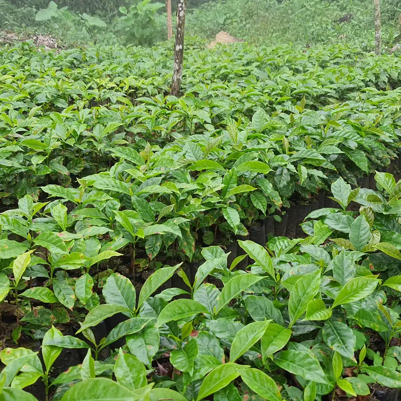 Zestaw kawowy JAVA Blend Bestsellers [Espresso] 3x250g - Image 3